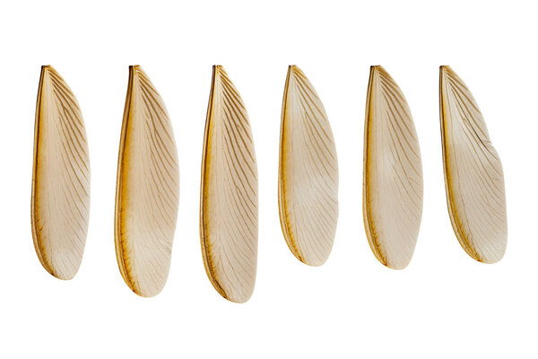 крыло летающего термита
