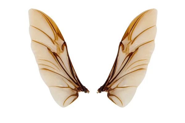 白い背景で隔離の昆虫の翼 — ストック写真