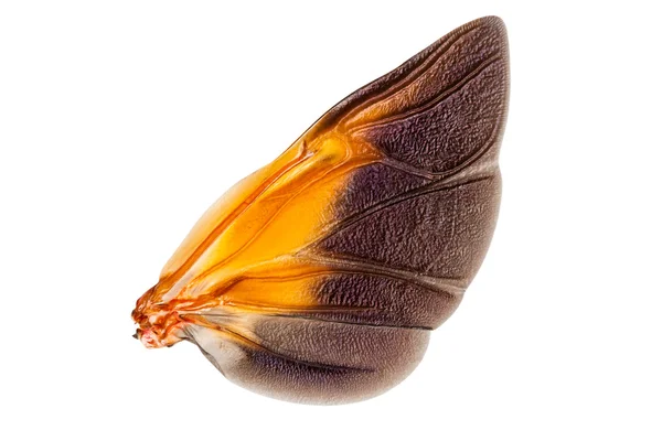 昆虫の翼 — ストック写真