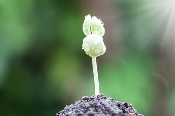 Jonge plant in de ochtend licht — Stockfoto