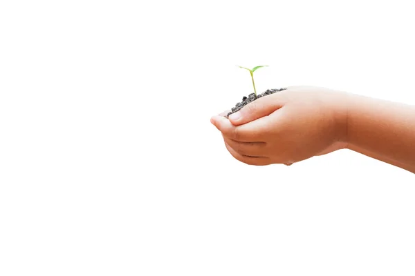 Руки ребенка держат почву с капустой — стоковое фото