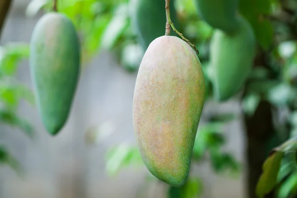 Mango frukt på en mangoträd — Stockfoto