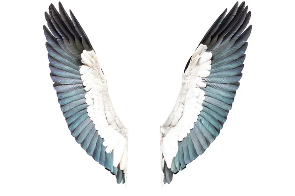 하얀 배경에 고립 된 새의 날개 — 스톡 사진