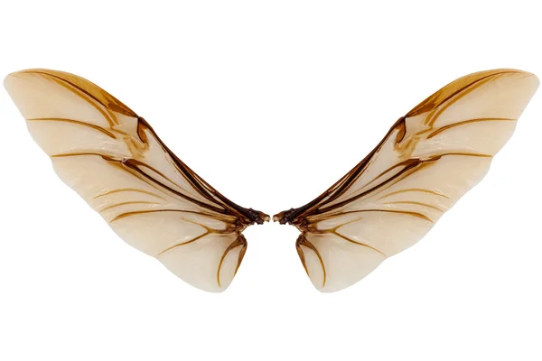 Крила комах ізольовані на білому тлі — стокове фото