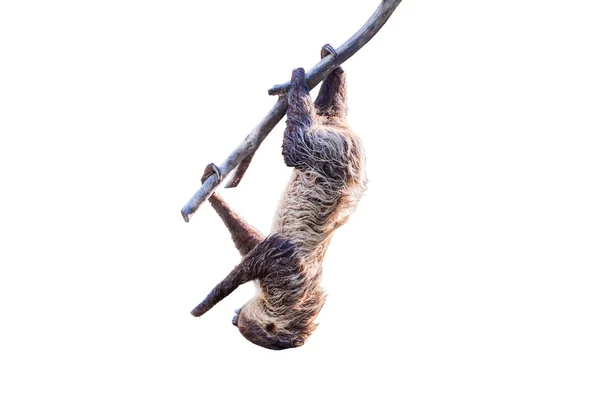 Pereza en un árbol sobre fondo blanco —  Fotos de Stock