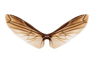 Beyaz arka plan üzerinde izole böcek kanatları 