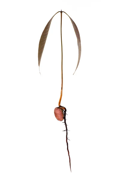Piantina di semenzaio dell'albero delle anacardiacee — Foto Stock