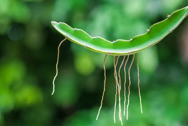Yeşil bir arka plan bitki kök — Stok fotoğraf