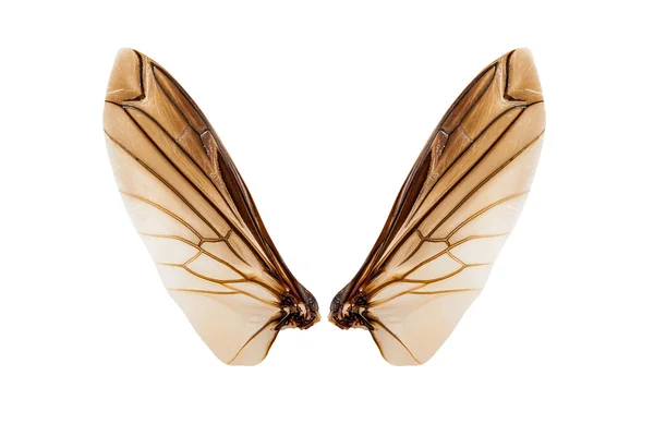 白い背景で隔離の昆虫の翼 — ストック写真