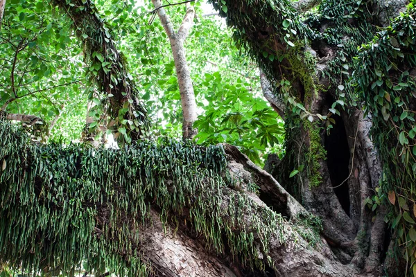 Tronc d'arbre avec fougère — Photo