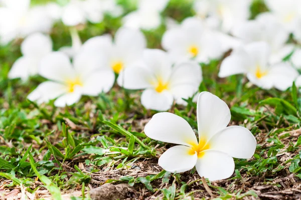 Plumeria çim — Stok fotoğraf