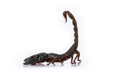 Akrep pandinus imperator