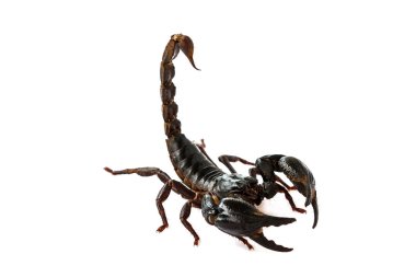 Scorpion Pandinus imperator clipart