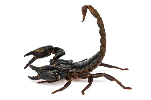Scorpion Pandinus imperator — Stockfoto