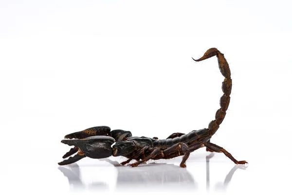 Imperator Scorpion Pandinus — Fotografie, imagine de stoc