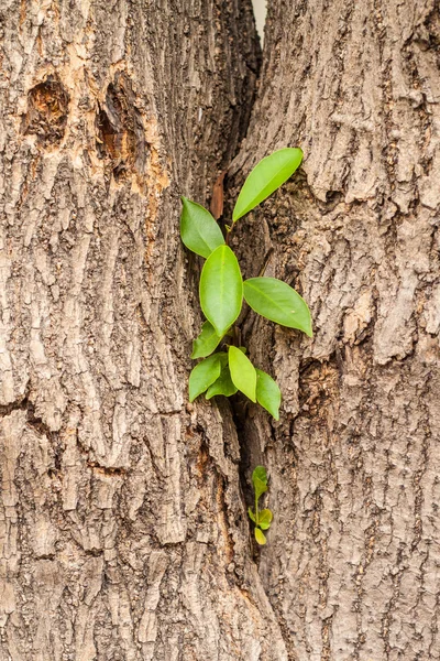 De stronk van een groene boom groeien — Stockfoto