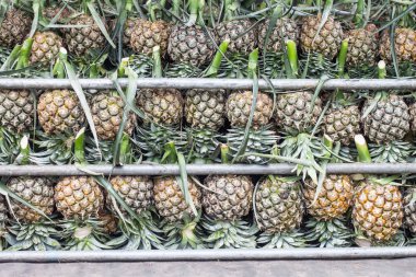 piyasada satılan ananas.