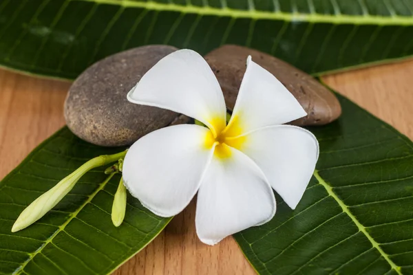 Beyaz plumeria çiçek — Stok fotoğraf