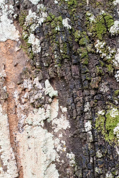 Textura de madera vieja —  Fotos de Stock