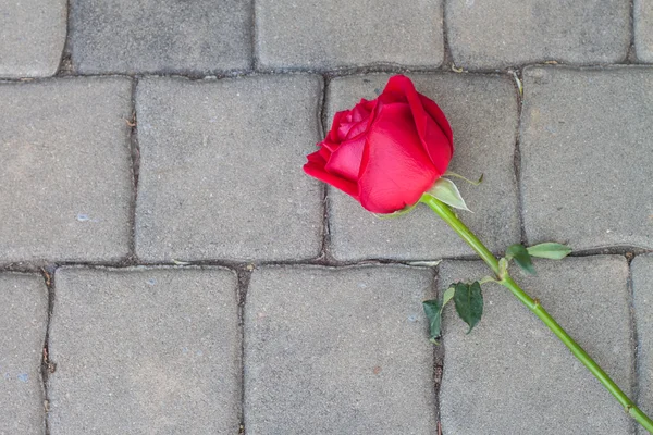 Czerwona róża na posadzki cementowe — Zdjęcie stockowe