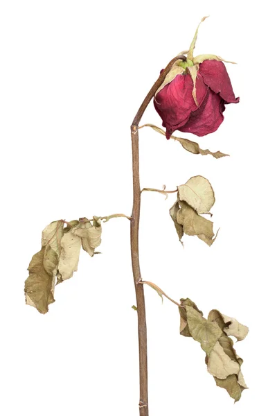 Dried Red roses — Stock Photo, Image