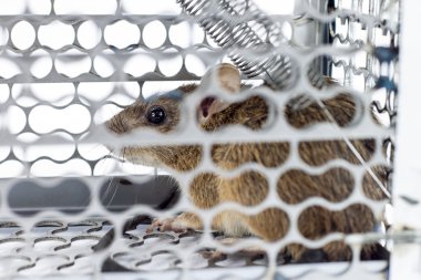 kafes tuzak içinde sıçan 