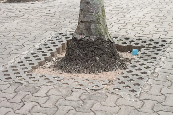 Дерево на тротуарі — стокове фото