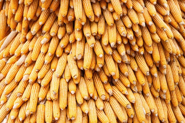 Corns for animal feeding — Stock Photo, Image