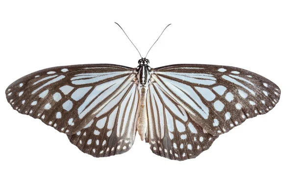 나비 오픈 날개 — 스톡 사진