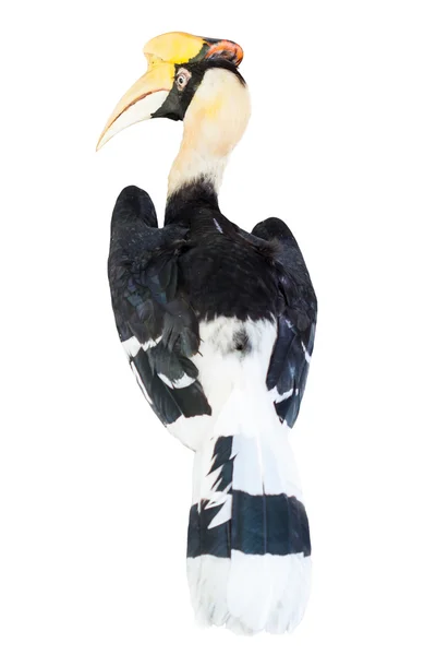 Hornbill isolerad på vit bakgrund — Stockfoto