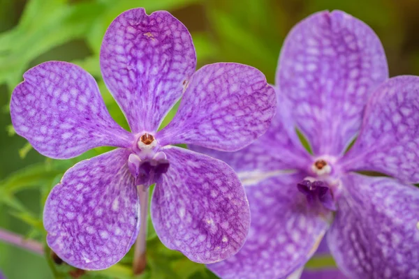 Orchids — Stock Photo, Image