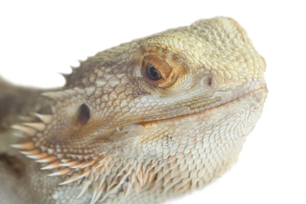 Portrait of a bearded agama. — Stock Photo, Image