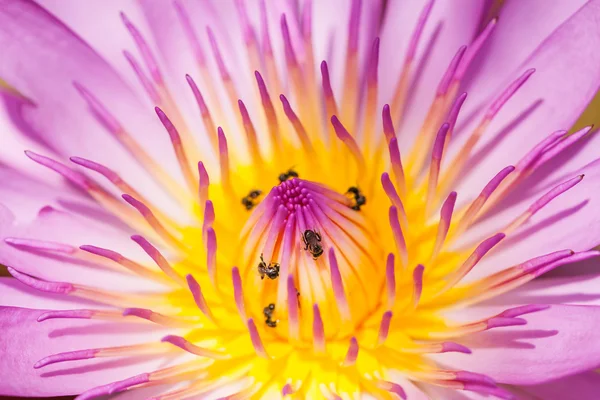 Violetti vesi liljat — kuvapankkivalokuva
