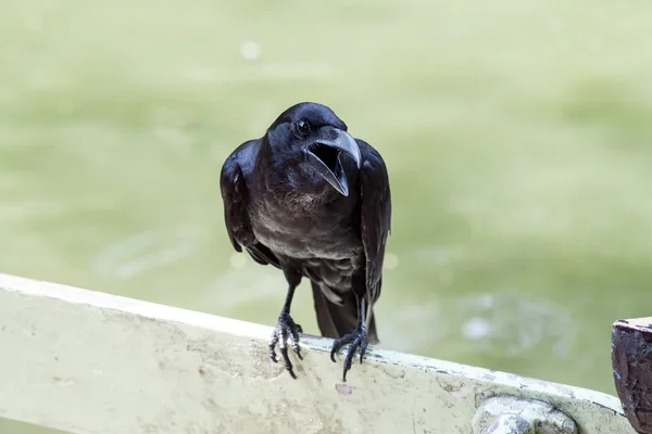 Portrait d'un corbeau — Photo