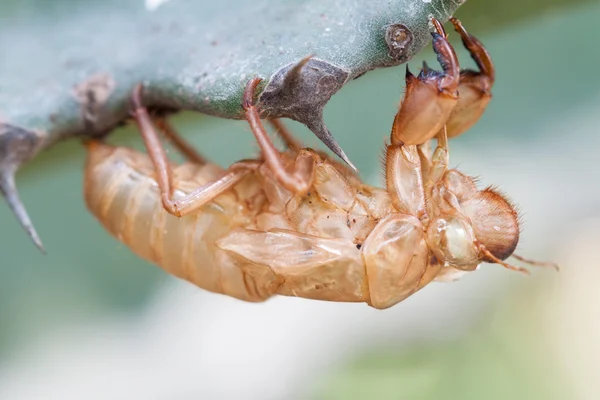 Cicada линьки . — стокове фото
