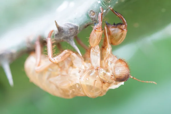 Cicada линьки . — стокове фото