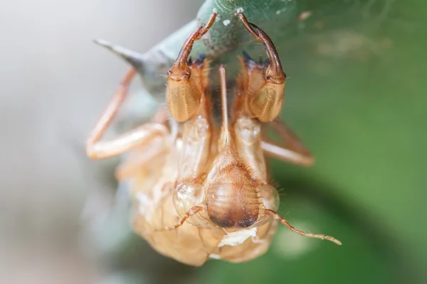 Ağustosböceği tüy dökme. — Stok fotoğraf
