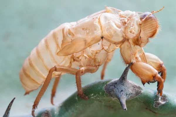 Cicada molt. — Stock Photo, Image