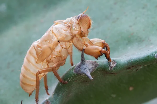 Cicada линьки . — стокове фото