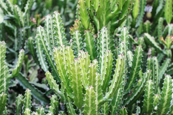 Cactus — Foto Stock