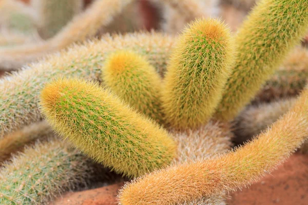 Cleistocactus winteri Cactus — Foto Stock