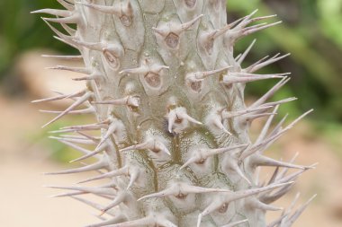 uzun dikenler ile kaktüs