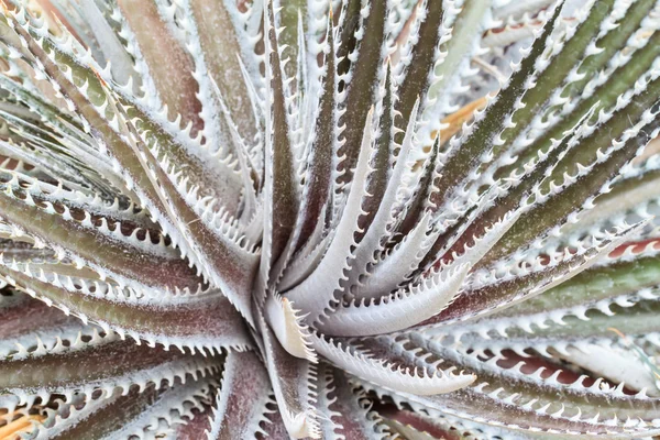 Dyckia срібло чорний — стокове фото