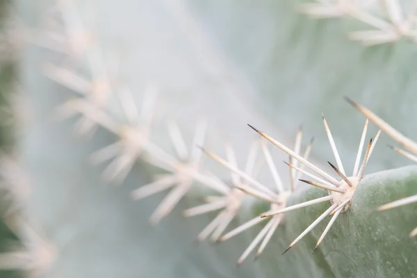 Cactus con spine lunghe — Foto Stock