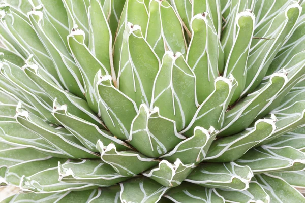 Queen Victoria's Agave cactus — Stock Photo, Image