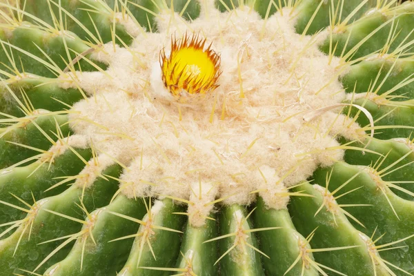 Fiore di cactus — Foto Stock