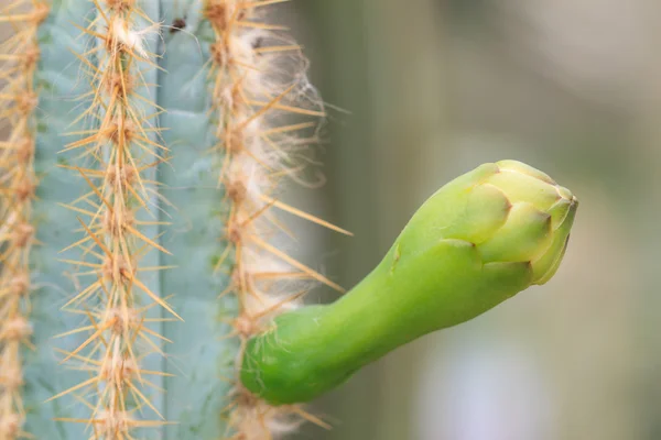 Fiore di cactus — Foto Stock