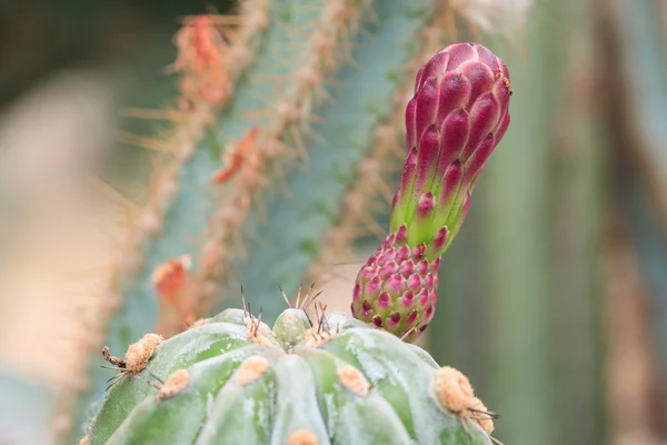 Fiore di cactus — Foto Stock