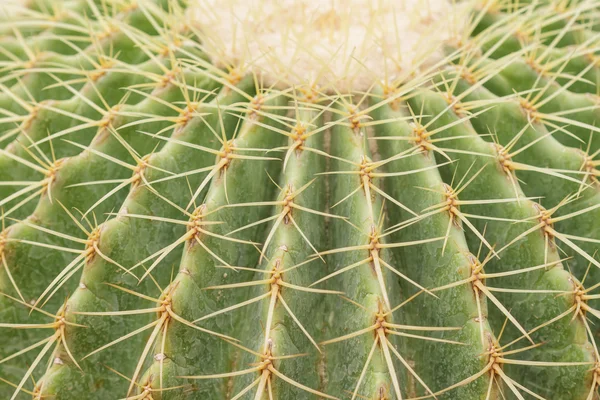 Echinocactus grusonii — Foto Stock