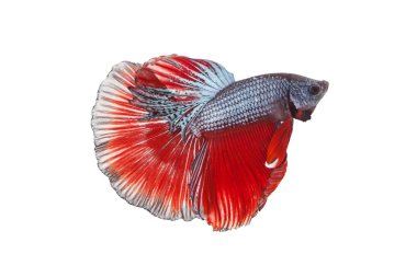 Siyam mücadele balık, daha iyi